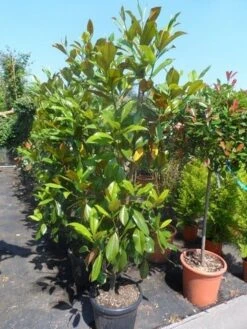 Magnolia (Magnolia Grandiflora 'Gallissoniere') 22 Magnolia (Magnolia Grandiflora 'Gallissoniere') -AOS Hoera Winkel magnolia grandiflora gallisoniere 150 175 200 cont