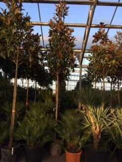 Beverboom (Magnolia Grandiflora 'Gallissoniere') 15 Beverboom (Magnolia Grandiflora 'Gallissoniere') -AOS Hoera Winkel magnolia grandiflora gallisoniere 16 18ho cont