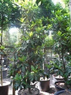 Magnolia (Magnolia Grandiflora 'Gallissoniere') 23 Magnolia (Magnolia Grandiflora 'Gallissoniere') -AOS Hoera Winkel magnolia grandiflora gallisoniere 250 300 c150