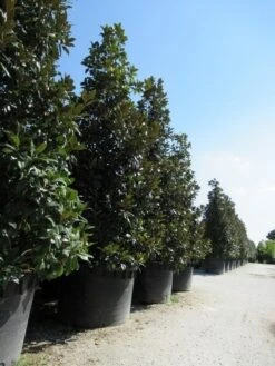 Magnolia (Magnolia Grandiflora 'Gallissoniere') 27 Magnolia (Magnolia Grandiflora 'Gallissoniere') -AOS Hoera Winkel magnolia grandiflora gallisoniere 2