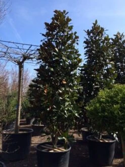 Magnolia (Magnolia Grandiflora 'Gallissoniere') 26 Magnolia (Magnolia Grandiflora 'Gallissoniere') -AOS Hoera Winkel magnolia grandiflora gallisoniere 350 400 450