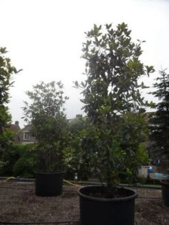 Magnolia (Magnolia Grandiflora 'Gallissoniere') 24 Magnolia (Magnolia Grandiflora 'Gallissoniere') -AOS Hoera Winkel magnolia grandiflora gallisoniere 350 400 450 c1000