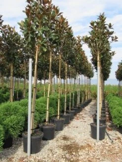 Beverboom (Magnolia Grandiflora 'Gallissoniere') 12 Beverboom (Magnolia Grandiflora 'Gallissoniere') -AOS Hoera Winkel magnolia grandiflora gallisoniere 8 10 2