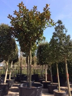 Beverboom (Magnolia Grandiflora 'Gallissoniere') 16 Beverboom (Magnolia Grandiflora 'Gallissoniere') -AOS Hoera Winkel magnolia grandiflora hoogstam solitair