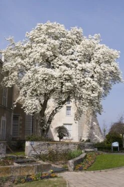 Beverboom (Magnolia Kobus) 11 Beverboom (Magnolia Kobus) -AOS Hoera Winkel magnolia kobus01
