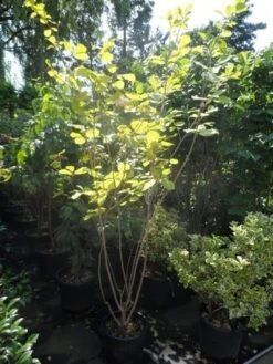 Beverboom (Magnolia Sieboldii) -AOS Hoera Winkel magnolia sieboldii 175 200 c25