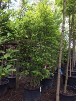 Beverboom (Magnolia Soulangeana) -AOS Hoera Winkel magnolia soulangeana 300cm c130 1 1