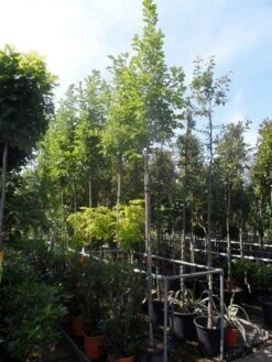 Beverboom (Magnolia Soulangeana Als Boom) -AOS Hoera Winkel magnolia soulangeana 8 10 12ho cont