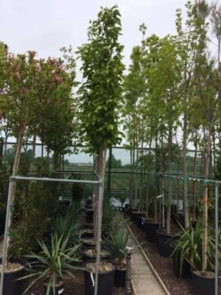 Beverboom (Magnolia Soulangeana Als Boom) -AOS Hoera Winkel magnolia soulangeana boom 10 12cm