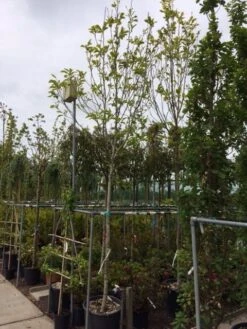 Beverboom (Magnolia Soulangeana Als Boom) -AOS Hoera Winkel magnolia soulangeana boom 14 16cm