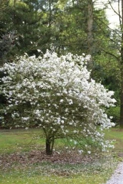 Nieuwe uitgaven -AOS Hoera Winkel magnolia stellata 3 1