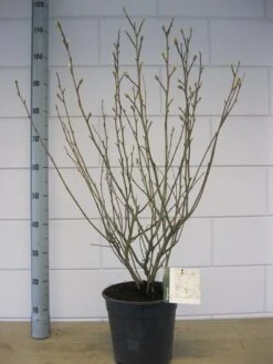 Stermagnolia (Magnolia Stellata) -AOS Hoera Winkel magnolia stellata c7 november 1 1