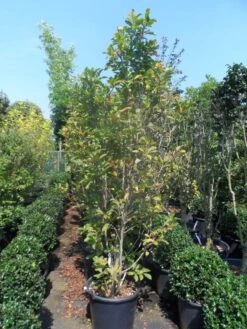 Beverboom, Struik (Magnolia Susan) -AOS Hoera Winkel magnolia susan 175 200 c50 1