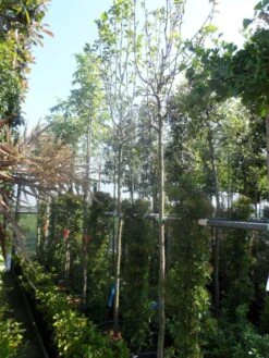 Beverboom (Magnolia 'Yellow River') 7 Beverboom (Magnolia 'Yellow River') -AOS Hoera Winkel magnolia yellow river 10 12 14ho cont