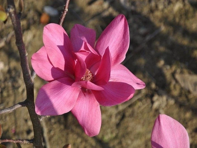 Beverboom (Magnolia 'Black Tulip') 2 Beverboom (Magnolia 'Black Tulip') - Afbeelding 2