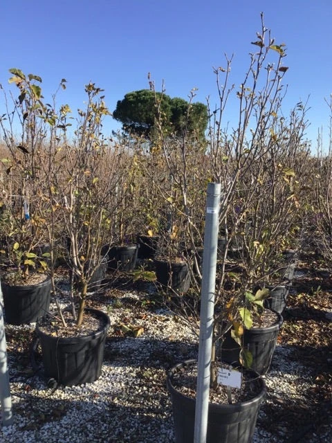 Beverboom (Magnolia 'Genie') 7 Beverboom (Magnolia 'Genie') - Afbeelding 7