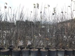 Beverboom, Struik (Magnolia Susan) -AOS Hoera Winkel magnoliasusanwinter 1