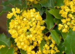 Mahoniestruik (Mahonia Aquifolium 'Apollo') -AOS Hoera Winkel mahonia apollo bloei