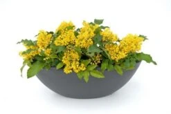 Mahoniestruik (Mahonia Aquifolium 'Apollo') -AOS Hoera Winkel mahonia apollo toepassing