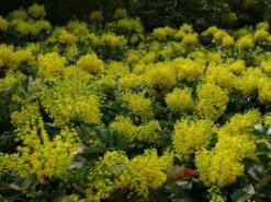 Mahoniestruik (Mahonia Aquifolium 'Apollo') -AOS Hoera Winkel mahonia apollo toepassing 1