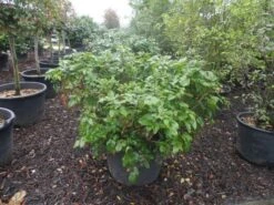 Mahoniestruik (Mahonia Aquifolium 'Apollo') -AOS Hoera Winkel mahonia aquifolium apollo c130