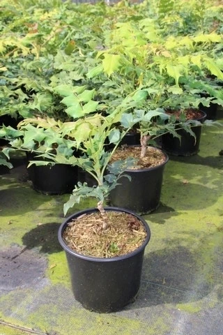 Chinese Mahoniestruik (Mahonia Bealei) 3 Chinese Mahoniestruik (Mahonia Bealei) - Afbeelding 3