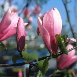 Nieuwe uitgaven 1 Beverboom (Magnolia 'Heaven Scent')