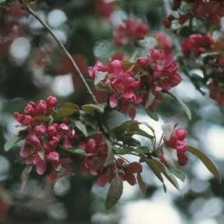 Sierappel (Malus 'Liset') -AOS Hoera Winkel maliset 8