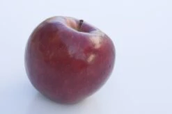 Appelboom (Malus Domestica 'Braeburn')