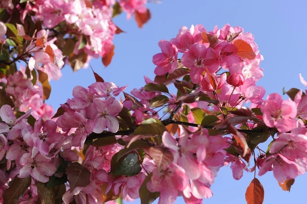 Sierappel (Malus 'Rudolf') 2 Sierappel (Malus 'Rudolf') - Afbeelding 2