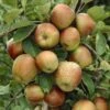 Appelboom (Malus Domestica 'Schone Van Boskoop')