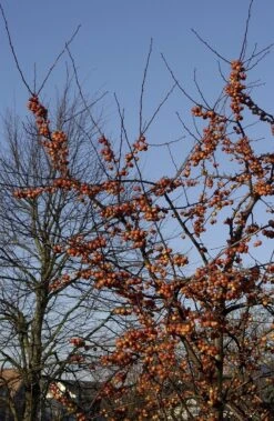 Sierappel (Malus 'Evereste') -AOS Hoera Winkel malus evereste01