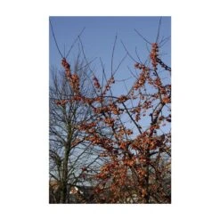 Sierappel Als Struik (Malus 'Evereste') -AOS Hoera Winkel malus evereste01 2
