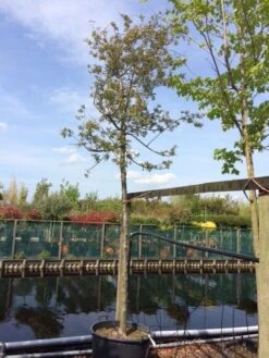 Sierappel (Malus 'Evereste') -AOS Hoera Winkel malus evereste 2025cm