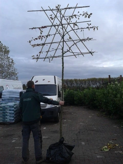 Sierappel Als Leiboom (Malus 'Evereste') 4 Sierappel Als Leiboom (Malus 'Evereste') - Afbeelding 4