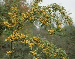 Sierappel Als Leiboom (Malus 'Golden Hornet') 5 Sierappel Als Leiboom (Malus 'Golden Hornet') -AOS Hoera Winkel malus golden hornet01 1