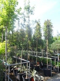 Sierappel (Malus 'Golden Hornet') -AOS Hoera Winkel malus golden hornet 10 12ho cont