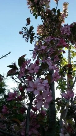 Sierappel (Malus 'Liset') -AOS Hoera Winkel malus liset