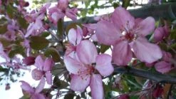 Sierappel (Malus 'Rudolf') 5 Sierappel (Malus 'Rudolf') -AOS Hoera Winkel malus liset 2 1