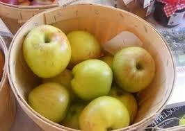 Appelboom (Malus Domestica 'Notarisappel') 2 Appelboom (Malus Domestica 'Notarisappel') - Afbeelding 2