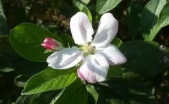 Appelboom (Malus Domestica 'Elstar') -AOS Hoera Winkel maluselstarbloesem01 2 1