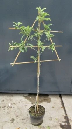 Lei-Appel (Malus Domestica 'Braeburn') -AOS Hoera Winkel malusleivorm2 6