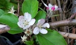 Lei-Appel (Malus Domestica 'Summerred') -AOS Hoera Winkel malussummerredbloesem01 1