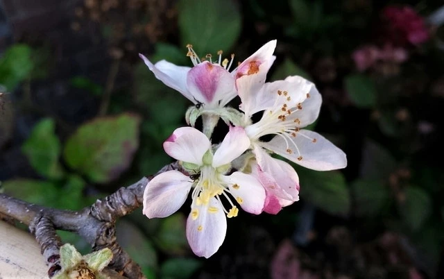 Appelboom (Malus Domestica 'Summerred') 2 Appelboom (Malus Domestica 'Summerred') - Afbeelding 2