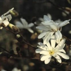Nieuwe uitgaven 18 Stermagnolia (Magnolia Stellata)