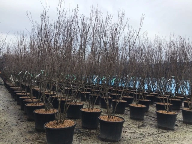 Meerstammige Kornoelje (Cornus Kousa 'Milky Way') 2 Meerstammige Kornoelje (Cornus Kousa 'Milky Way') - Afbeelding 2