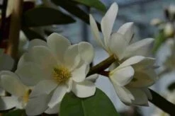 Michelia 'Fairy Magnolia White' -AOS Hoera Winkel michelia fairy magnolia blush
