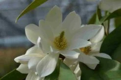 Nieuwe uitgaven 16 Michelia 'Fairy Magnolia White'