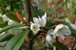 Michelia 'Fairy Magnolia White' -AOS Hoera Winkel michelia fairy magnolia blush 3