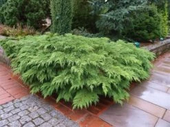 Valse Jeneverbes (Microbiota Decussata) 7 Valse Jeneverbes (Microbiota Decussata) -AOS Hoera Winkel microbiota decussata